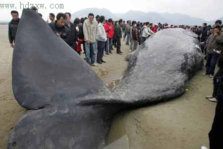 听说超大鲸鱼现身海滩,附近的村民蜂拥而至