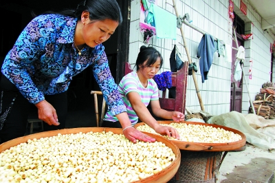 建宁农民种植业收入30%来自建莲(图)