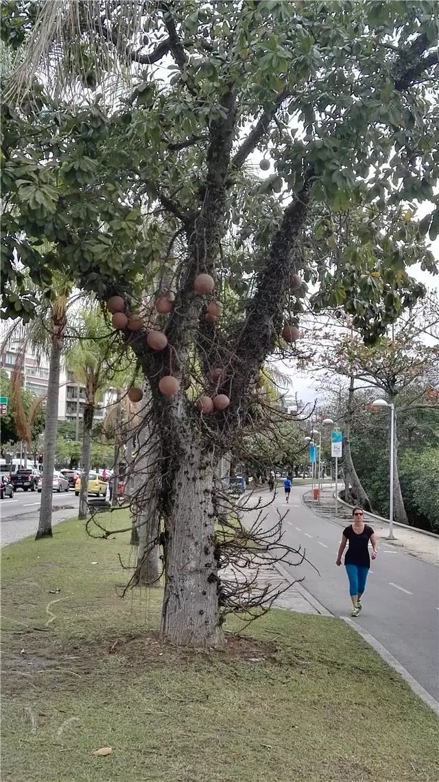 走，往西半球最有代表性的新兴市场国度看看→