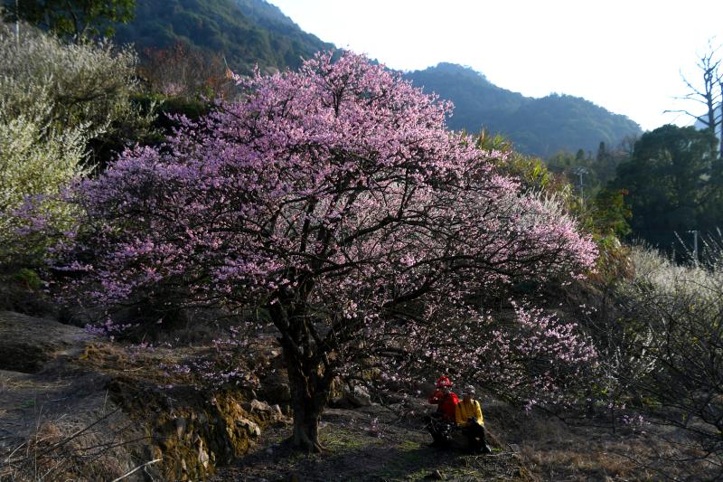 一树红梅遍地香