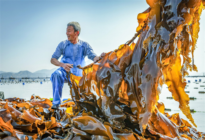 收获喜悦，霞浦县沙江。.jpg