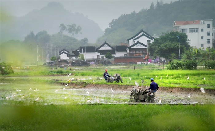 生态新农村+邱少武+2020，6，9+摄于连江县官坂镇生态农村新景象。.jpg