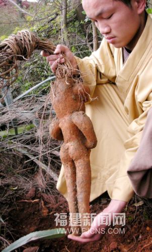 泉州少林寺挖出一株"小人"植物 人形何首乌?