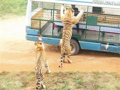 海沧动物园推猛兽区游览车