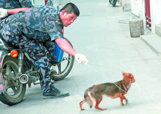 晋江打狗队赴泉州市区捕狗67条狗结束流浪