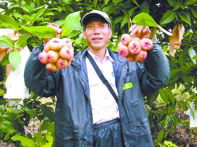 台湾农民漳浦引种莲雾喜获丰