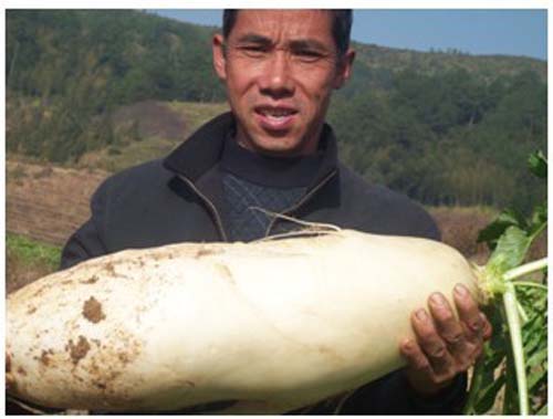 古田吉巷农民种出"超级萝卜"; 夏昌云的这些大萝卜种在自家水稻田里