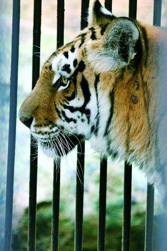 1998年底,市动物园迁上麒麟山公园,一只6岁的孟加拉虎哥进园,饲养员