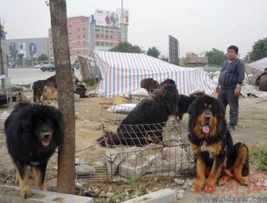 一路口交叉处竟卖藏獒 非法狗市扰民将取缔