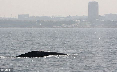 一头灰鲸在以色列附近地中海海域浮出水面。