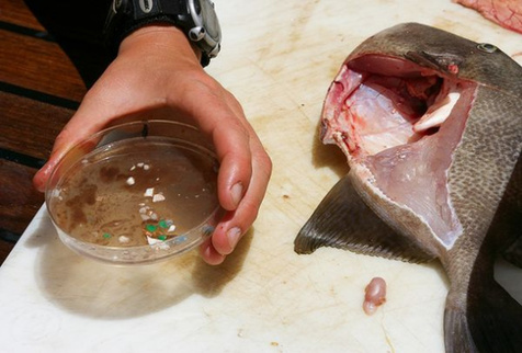 大西洋垃圾带塑料失踪之谜:或被鱼类吃掉(图)