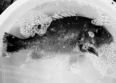 厦门渔民捕获罕见石质斑鱼 身穿"黄金甲"(图)