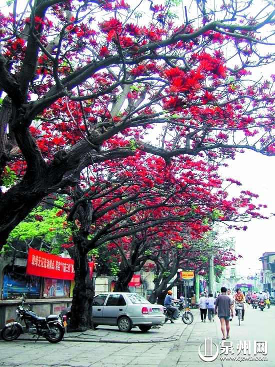 西街刺桐花盛开,史载泉州因为"子城环植刺桐,故曰刺桐城".