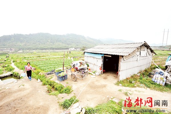 种菜卖菜 喝小酒聊家常 紫帽山下菜农的小小幸福