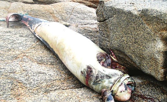 神秘海兽尸体被冲上岸 海洋渔业部门将调查其身份