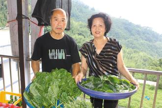 朱老总要野菜_可食用的野菜图片大全(2)