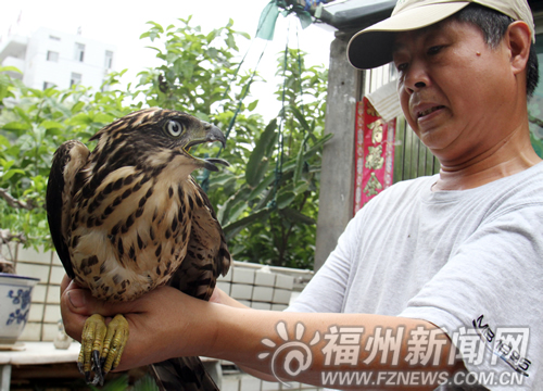 凤头鹰"犯晕"做客市民家中 市民将它放归自然