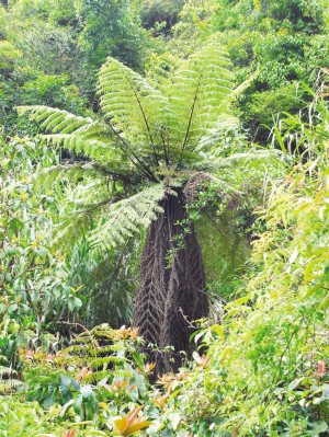 濒危史前植物"桫椤"树迹现长泰美宫村