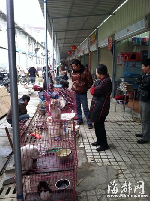 福州花鸟市场暗藏盗猫产业链 带菌猫肉流向餐桌