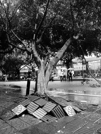 福州雨中榕树呈45°倾斜坚挺22小时后倒下