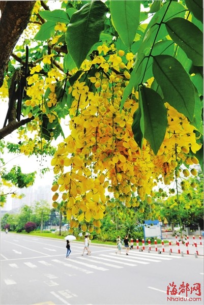 莆田东圳路黄金雨美景 全市独有(组图)