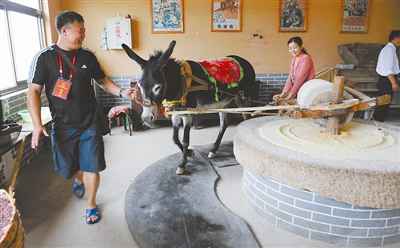 在北戴河集发生态观光园里,劳模吴和枝在体验牵驴拉磨.