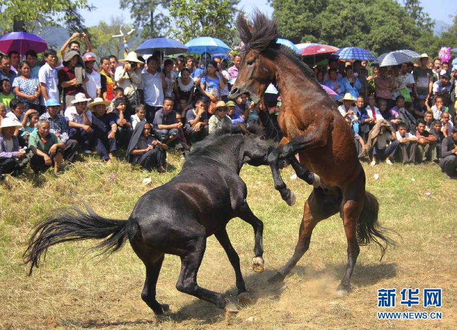 激烈!实拍广西融水苗乡斗马比赛现场