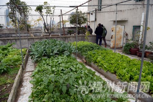 陶然水岸住户占天台种菜养狗 物业多次沟通无果