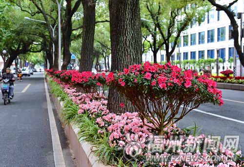 华林路上各种鲜花妆点道路两边