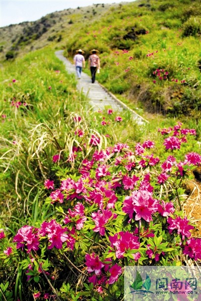 春风得意映山红 平和大芹山杜鹃花开了