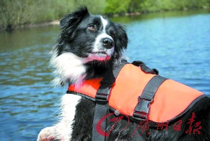 天才救援犬能潜水搜救从小就有嗅探天赋（图）