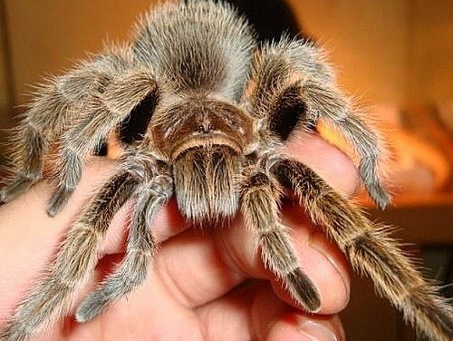智利农场饲养毛蜘蛛当宠物每年出口世界3万只