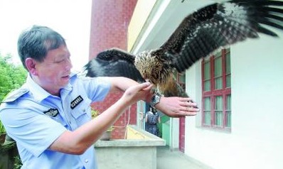 泰宁一小区内发现小鹞鹰 森林公安赶来带回放生