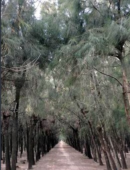 小岞惠女林场:海峡西岸林场中的璀璨明珠