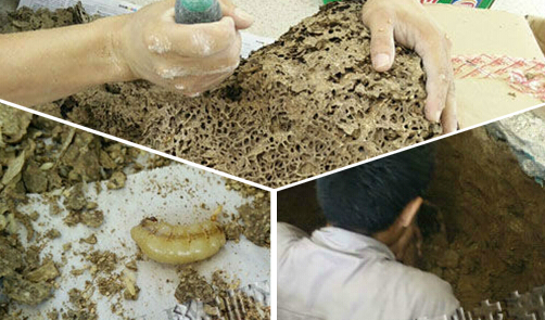 泉州华岩小学地下挖出50斤蚁巢 内藏几十万白蚁