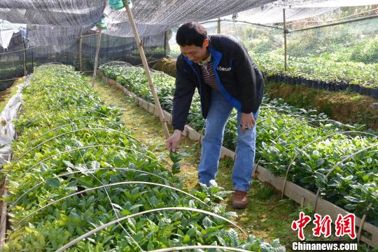 印尼归侨在闽建设风情侨区涌现30多名羽球教练