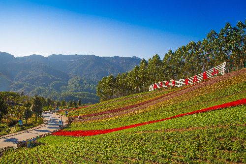 漳州十里蓝山花海61寻梦谷