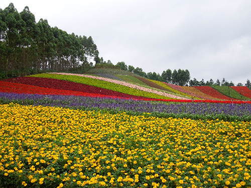 漳州十里蓝山花海61寻梦谷