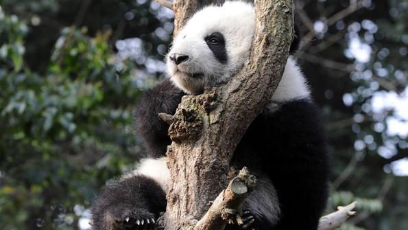 成都大熊猫晒太阳憨态可掬