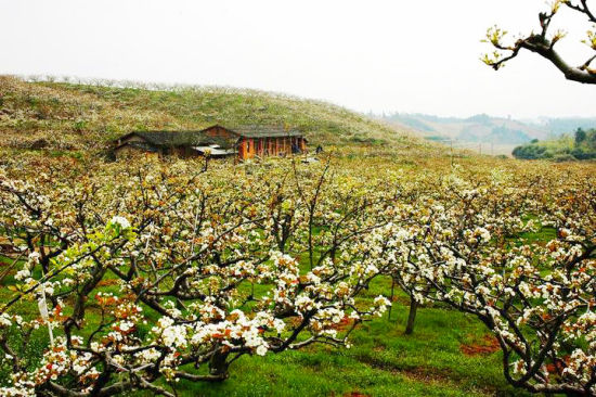 建宁万亩梨花赏花活动-1-新浪旅游.jpg