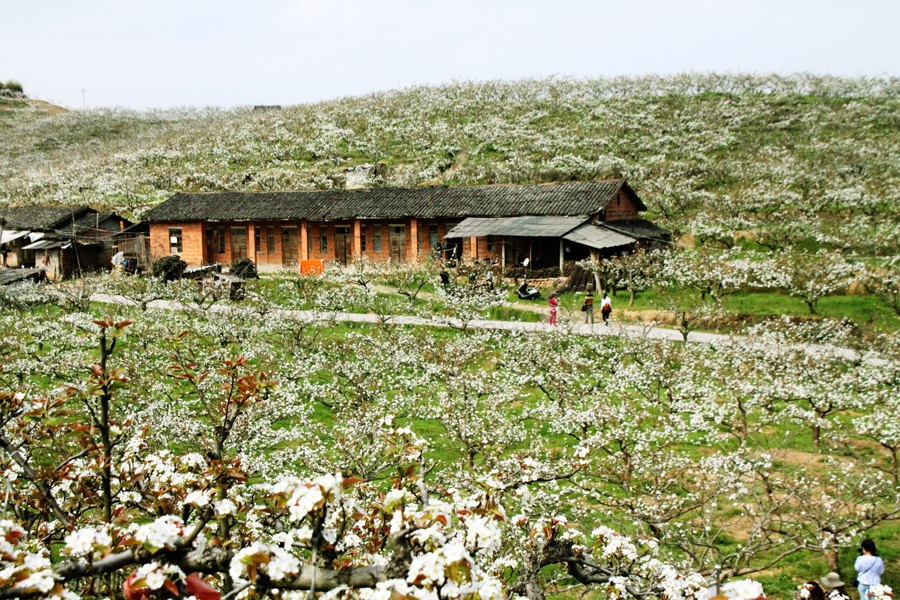 建宁万亩梨花赏花活动-2-新浪旅游.jpg