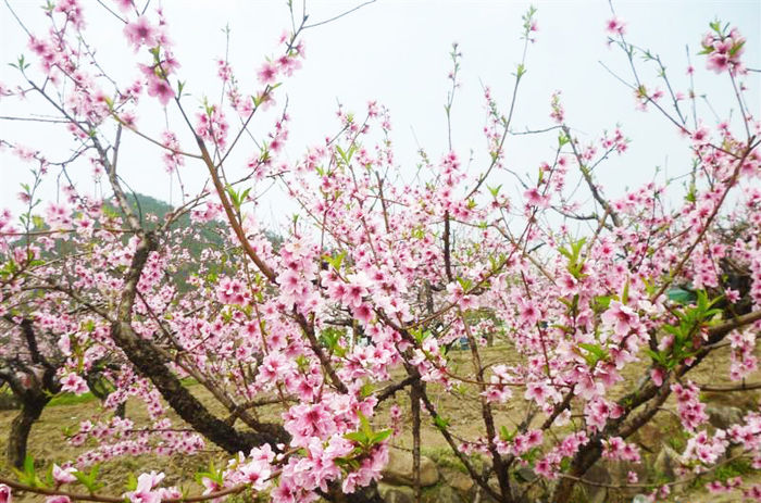 官溪桃花节-3.jpg