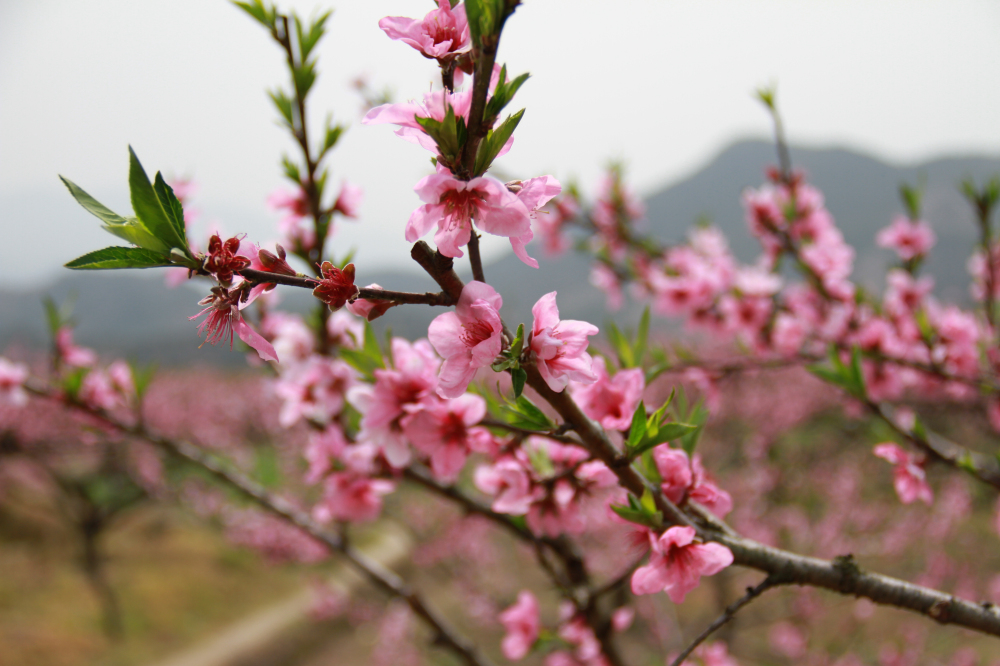 官溪桃花节-2-台州19楼.jpg