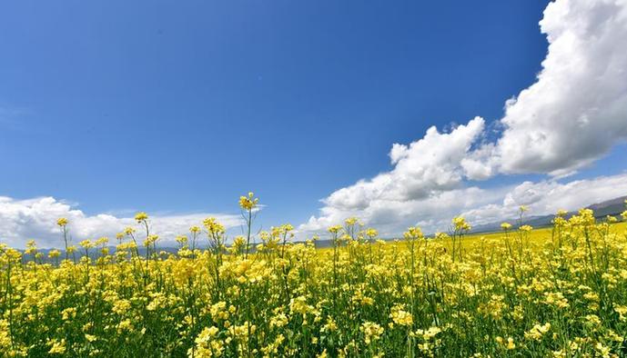 （美丽中国）（7）青海门源：油菜花开引客来