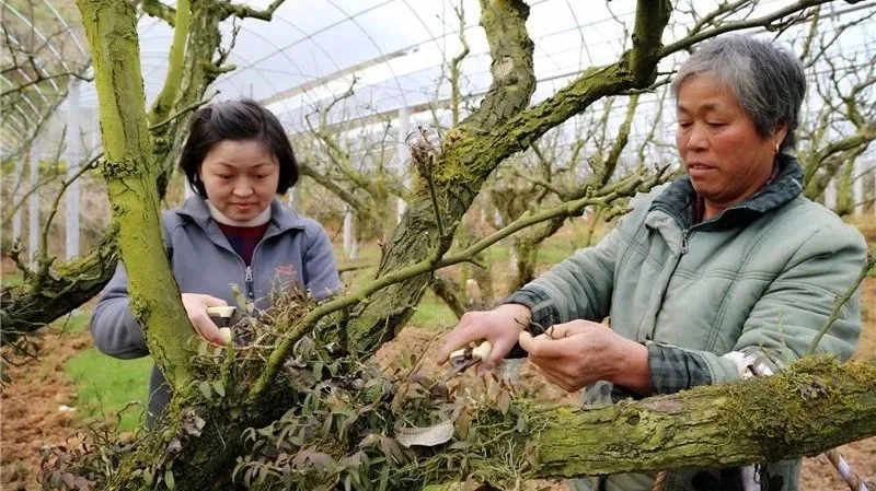 在建宁县溪口镇高圳村围下嘴黄花梨种植基地，陈春花正在采收铁皮石斛.webp.jpg