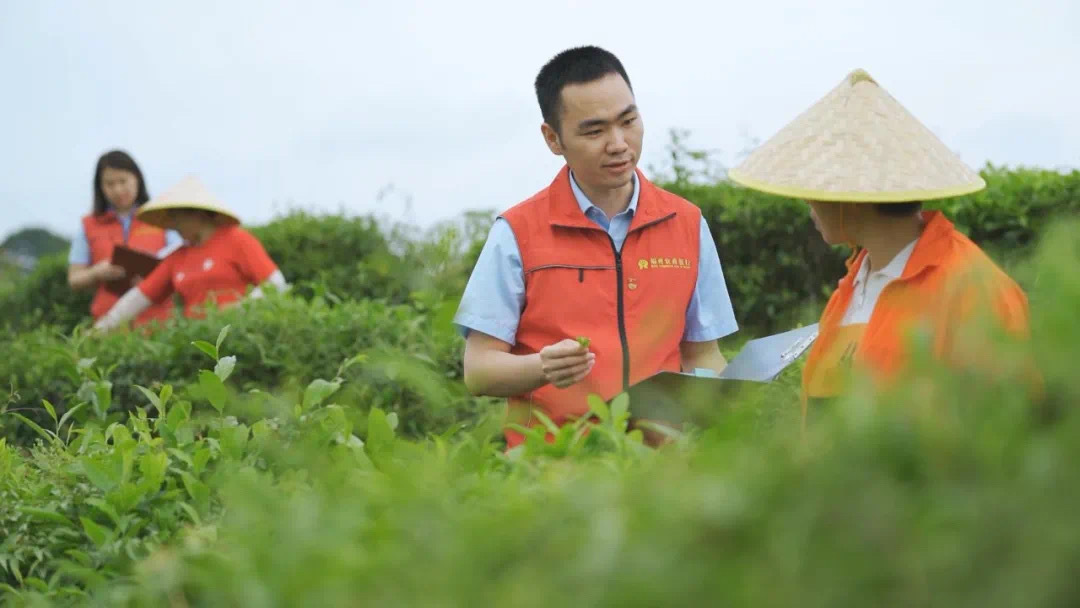 福州农商银行金融助理在茉莉花茶园向茶农了解茉莉花种植情况。.jpg