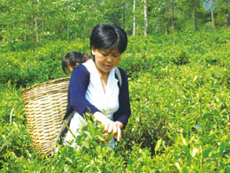 陈亚忠:茶山上的金凤凰