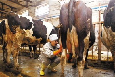 姚艳华27载挤牛奶对得起良心